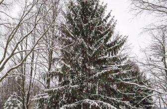 The Little Issues E-newsletter #500 – Life, laughter, and many nice meals!